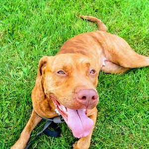 Meet your Posher, Christopher .l.